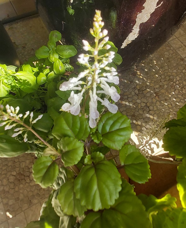 plectranthus-flowe