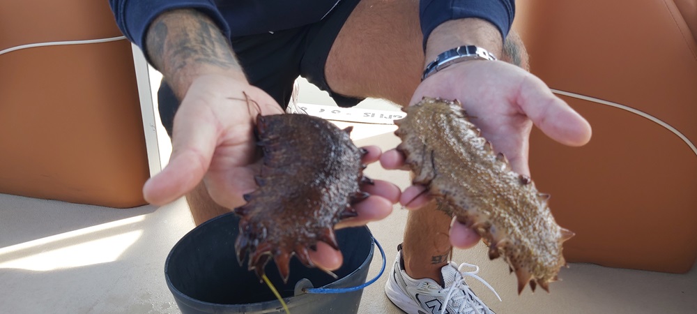 Sea Cucumbers