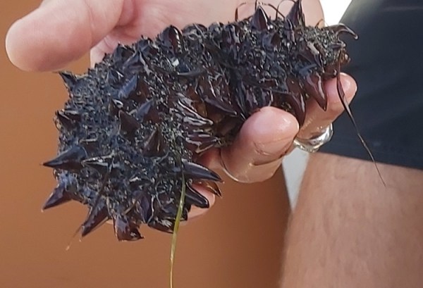 sea cucumber, pepinos-do-mar