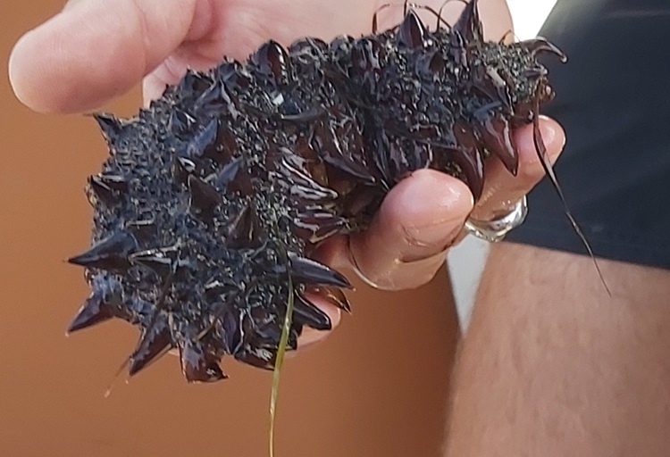 sea cucumber, pepinos-do-mar
