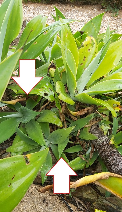 Agave attenuata, also known by common names such as foxtail agave, lion's tail, or swan's neck agave