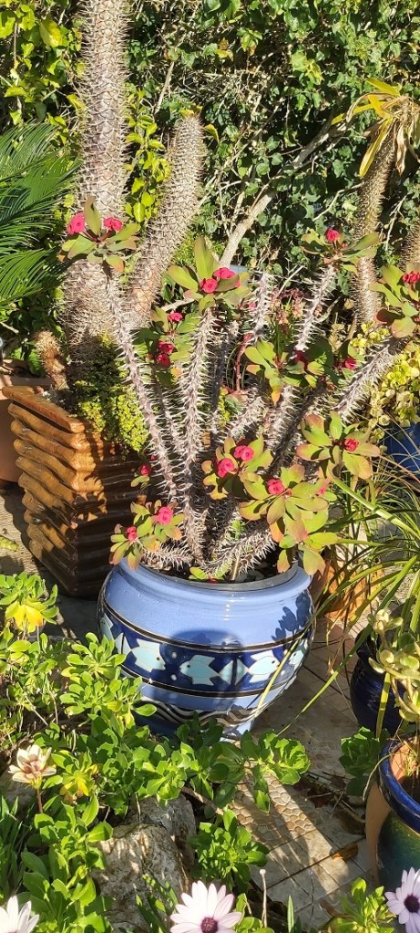 Euphorbia Milii - Crown of throns flowering in January