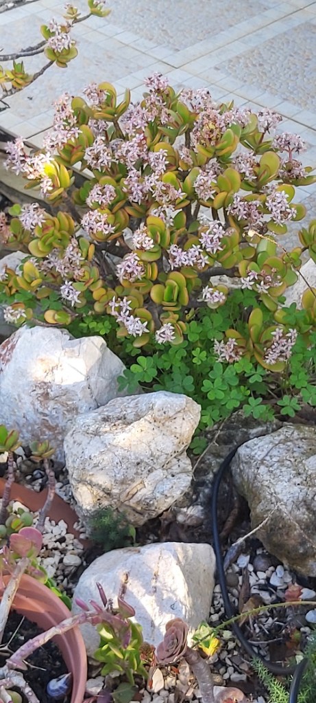 Jade plant flowering in January