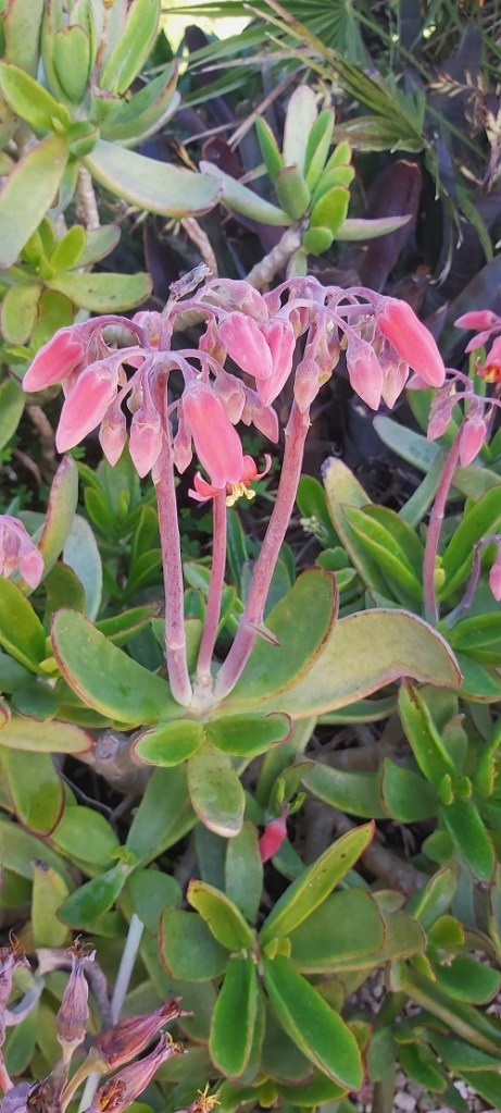 Pigs-ear plant-Cotyledon orbiculata flowering in January