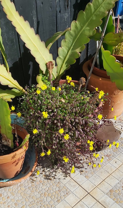 Ruby Necklac e- Othonna Capensis in Flower - January