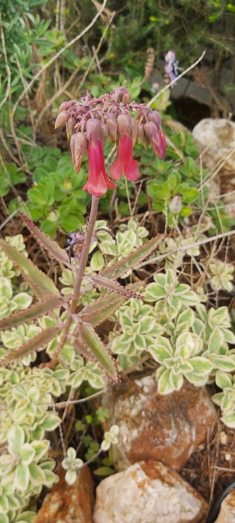 flowering Mother of Millions Kalanchoe