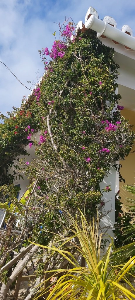 Bougainvillea