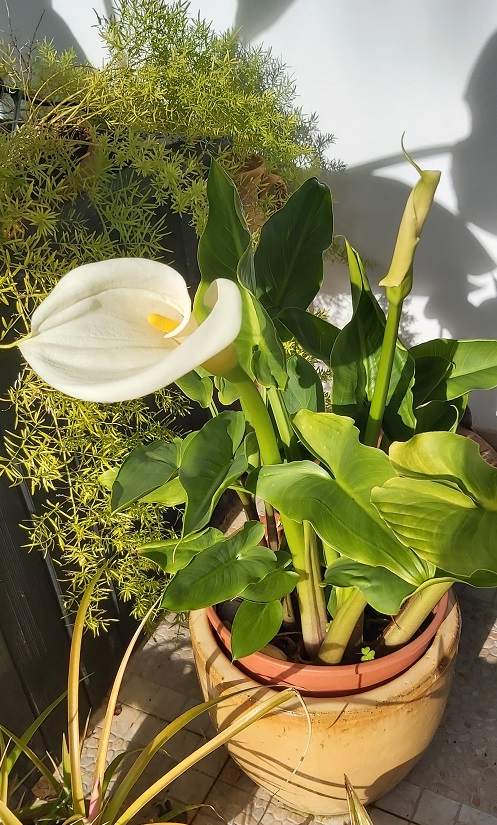 Calla Lily growing in a pot