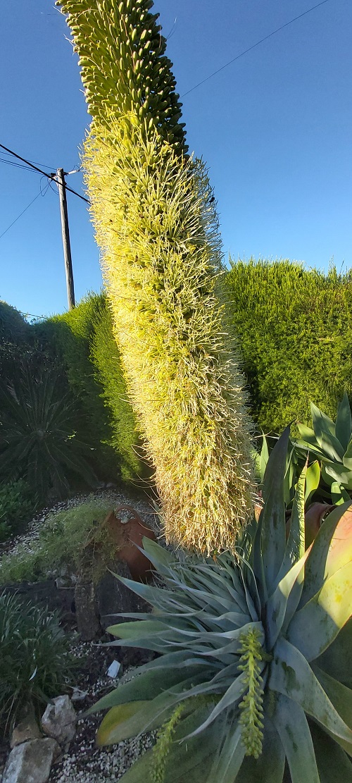 Agave Attenuata in flower - January