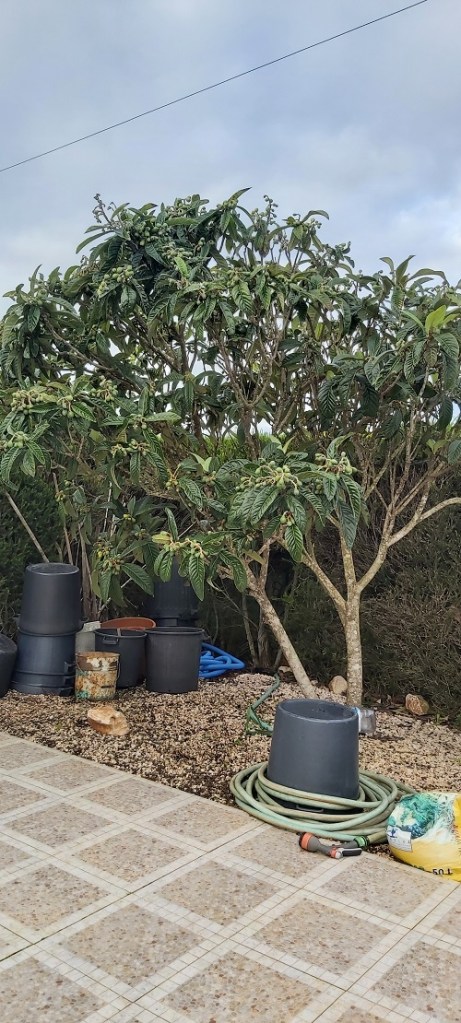 nesspera tree - january