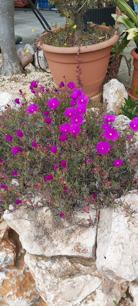 pink lampranthus