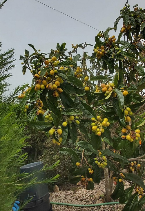Nesperas in February