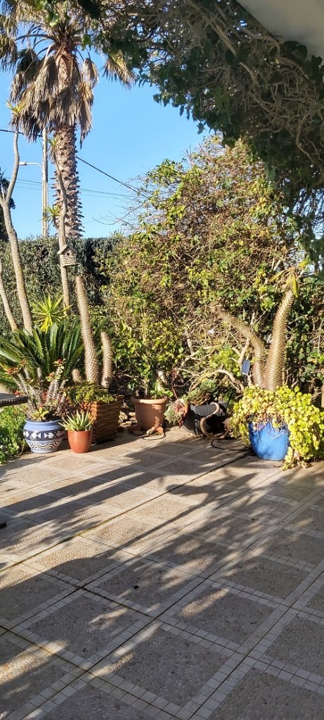 Top terrace - At least the pots haven't blown away-yet!