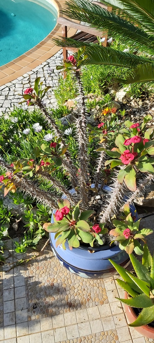 Euphorbia Milii flowering in February
