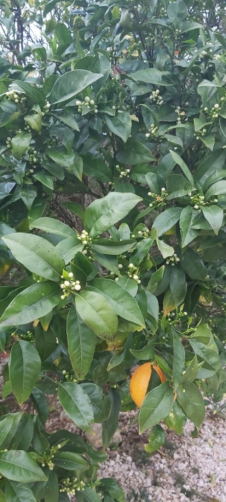 orange tree in February