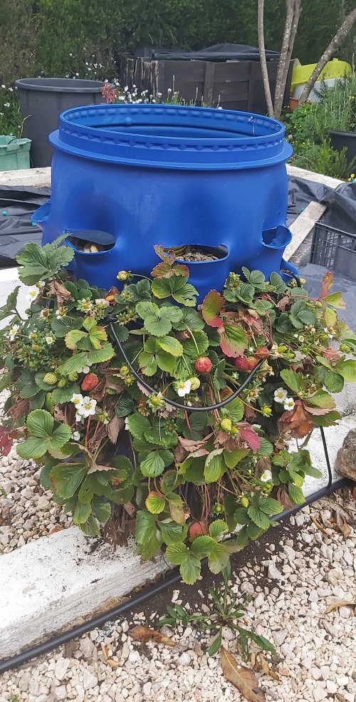 Strawberries in February