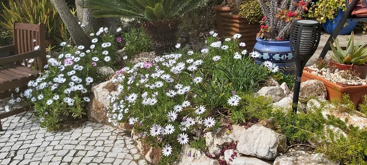 Osteospermumsin March