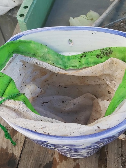 I lined the pot with a fine mesh bag so the plant can be removed easily for watering.