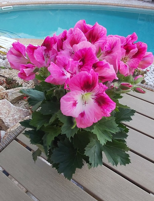 Pelargonium or Geranium?