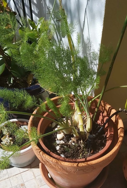 Grwoing Dill in a pot
