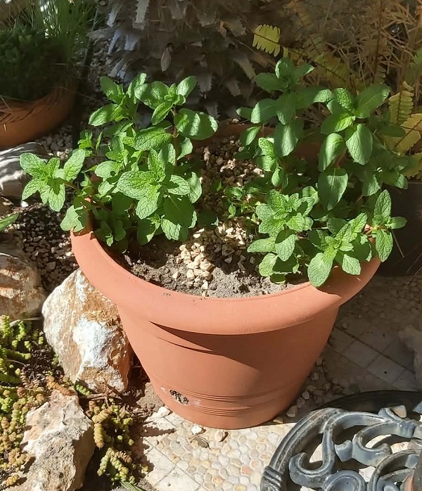 Mint growing in a container