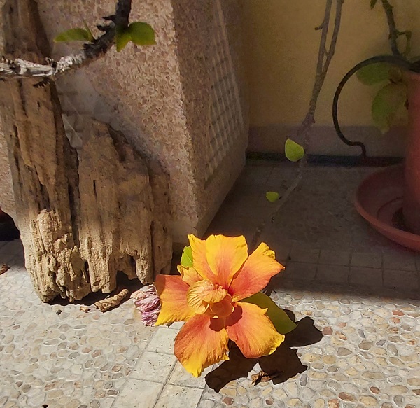 orange hibiscus flower