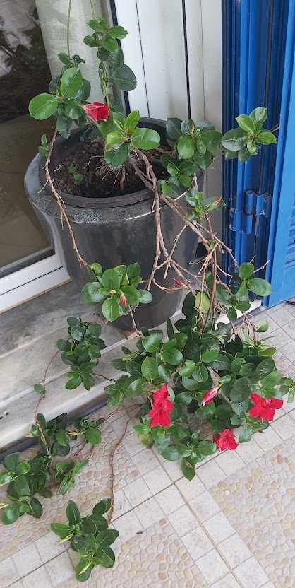 diplandenia with red flowers