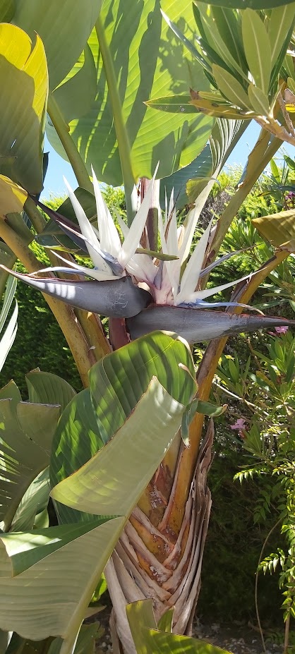 White Bird of Paradise Strelitzia nicolai