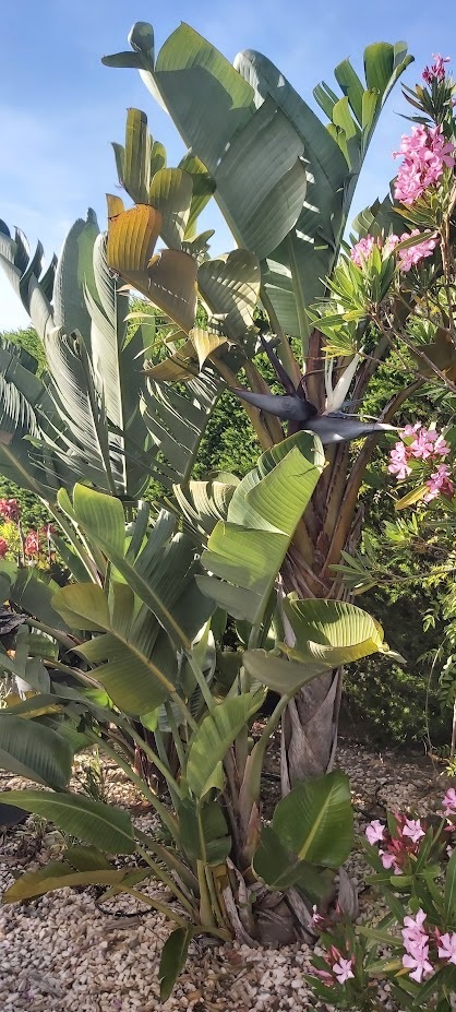 White Bird of Paradise
Strelitzia nicolai