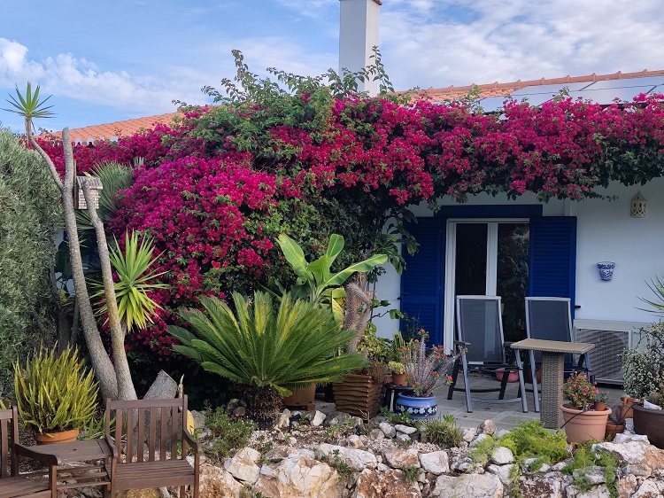Pink Bourgainvillea