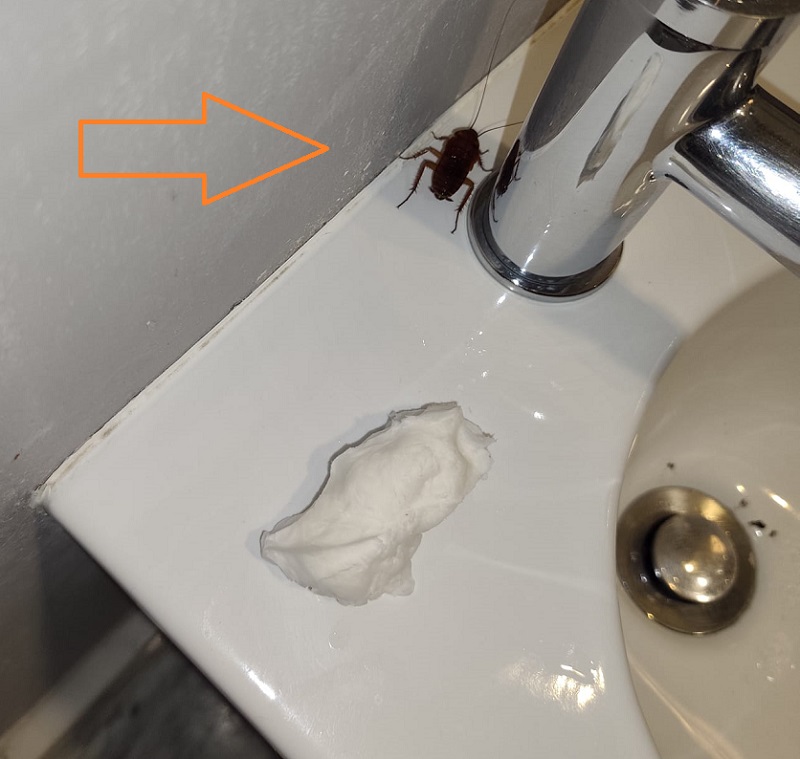 Cockroach in my hotel bidet
