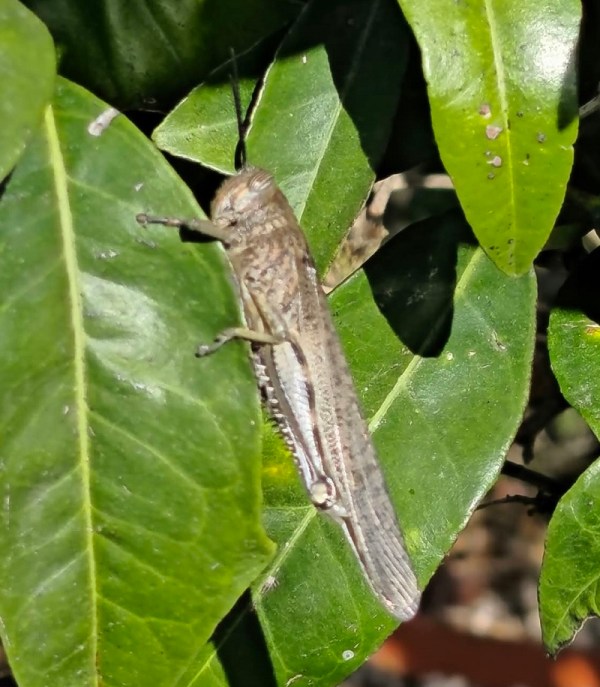 Egyptian grasshopper