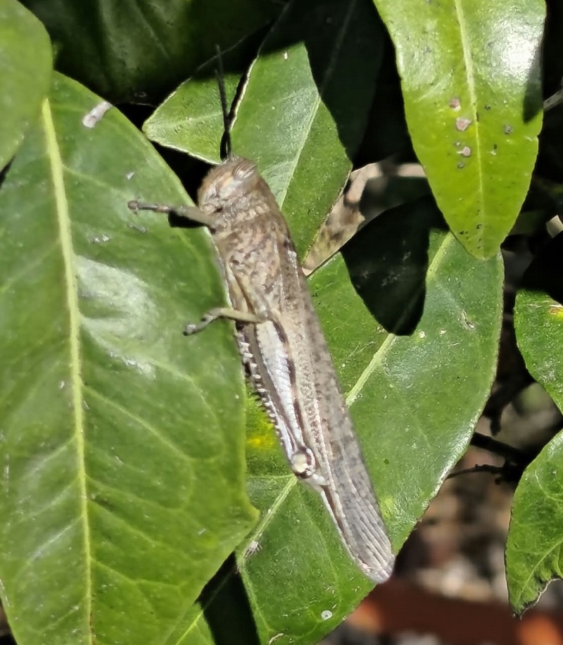 Egyptian grasshopper