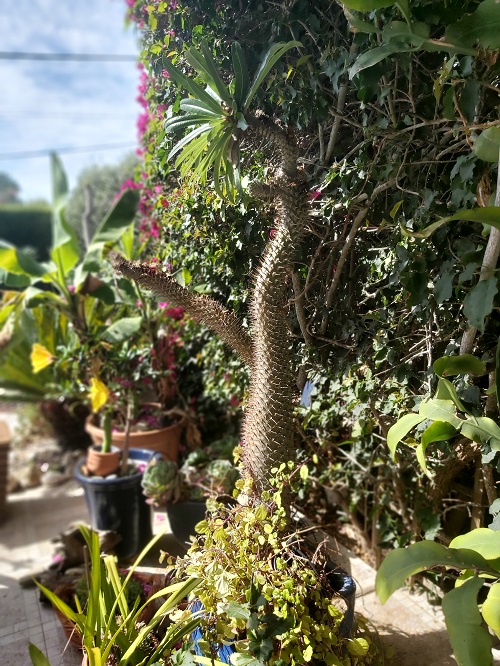 Pachypodium Lamerei growing in a pot