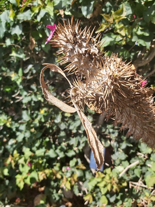 Pachypodium Lamerei  is dying