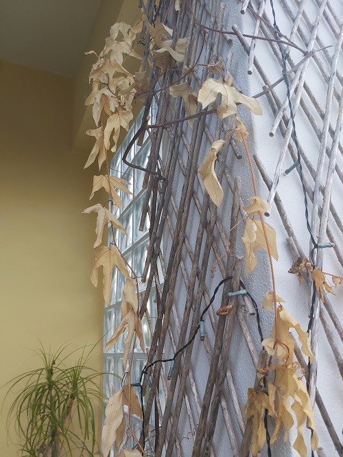 My Passiflora died