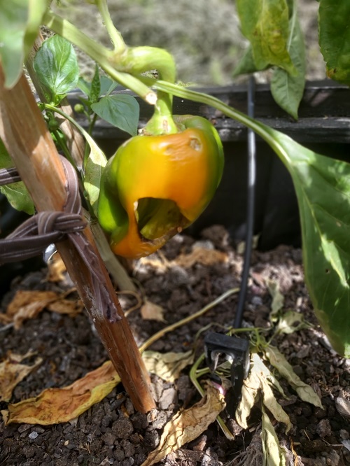 Yellow pepper eaten by insects