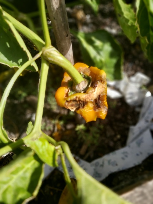 Yellow pepper eaten by insects